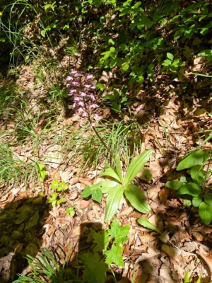 Foto des Albums: Pfingstwanderung 2026