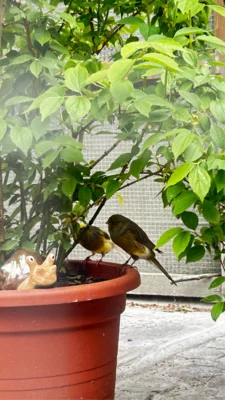 Foto des Albums: Kanarienvögel