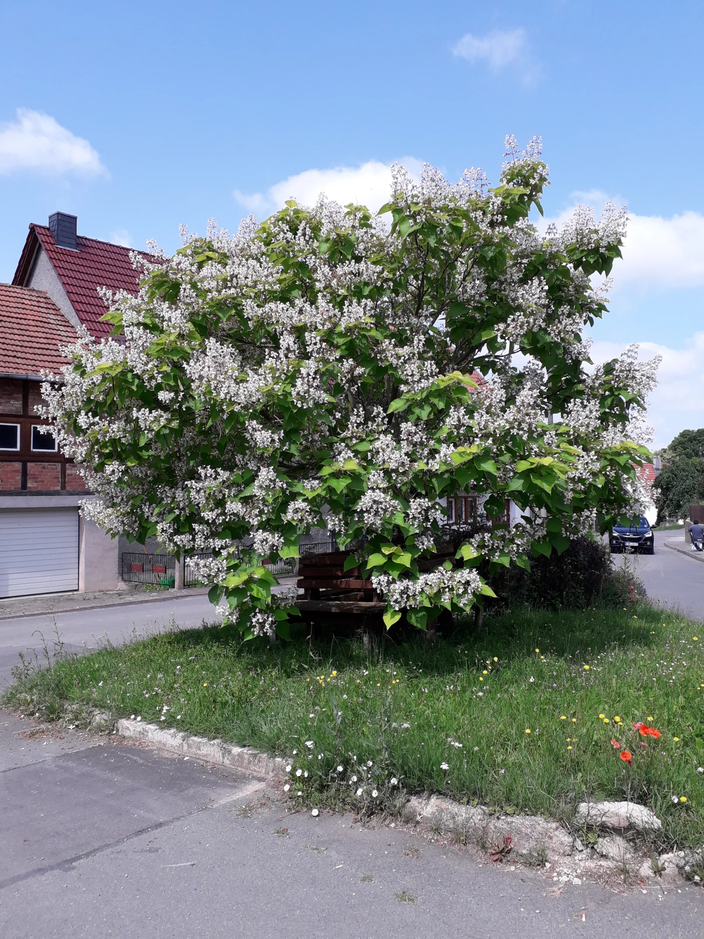Bild: Der Trompetenbaum in voller Blüte