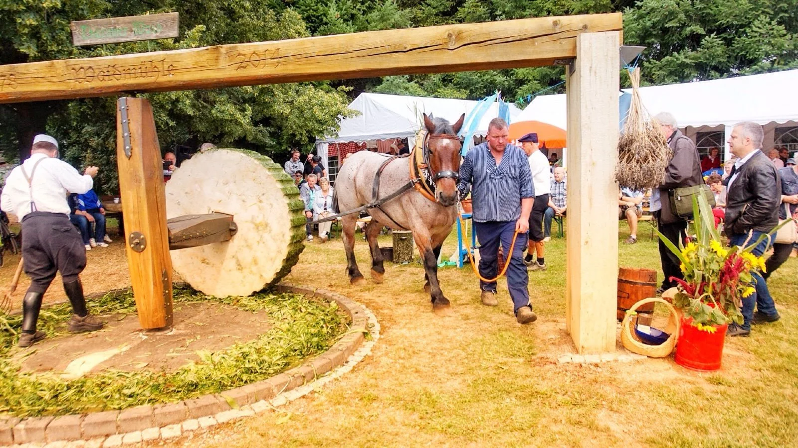 Bild: Die Waidmühle ist während des Waidfestes in Betrieb, Christian Kley führt sein Kaltblutpferd