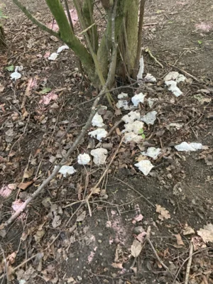 Foto des Albums: CleanUp Hürth im Bürgerpark De Bütt