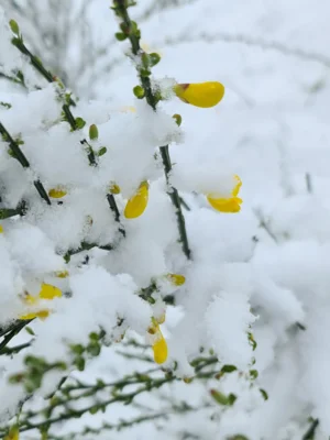 Foto des Albums: TKF im Schnee (von Seelenberg nach Treisberg)