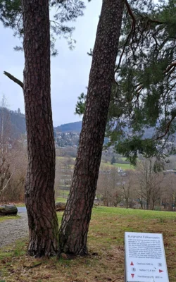 Foto des Albums: Kronberg - Hardtbergturm