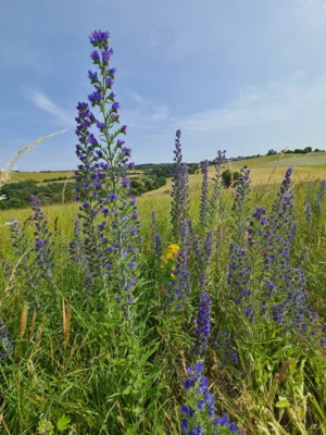 Foto des Albums: Zum Monte Preso