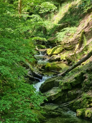 Foto des Albums: Erlebniswanderung rund um Bingen