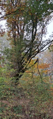 Foto des Albums: Theißtal