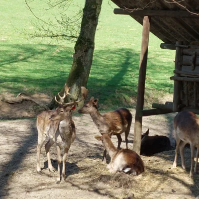 Foto des Albums: Rund um Wildsachsen