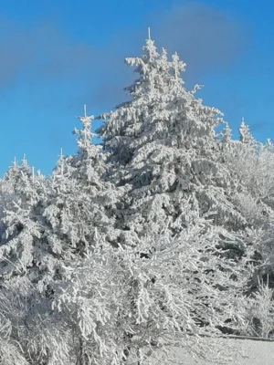 Foto des Albums: Feldberg
