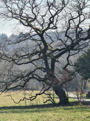 Foto des Albums: Jagdschloss Platte und Sichtertal