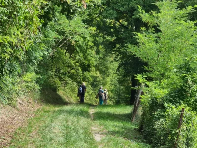 Foto des Albums: Wanderreise Taubertal