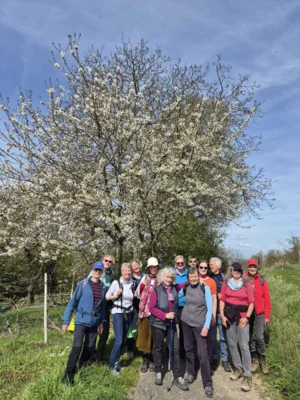 Foto des Albums: Blütenweg Heppenheim