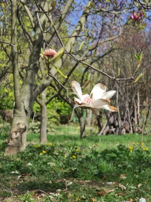 Foto des Albums: Blütenweg Heppenheim