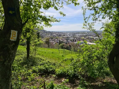 Foto des Albums: Blütenweg Heppenheim