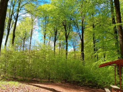 Foto des Albums: Holzbachschlucht