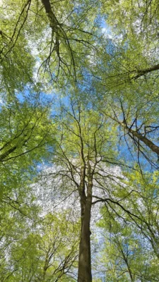 Foto des Albums: Holzbachschlucht