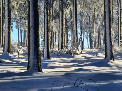 Foto des Albums: Feldberg und Kittelhütte