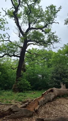 Foto des Albums: Schwanheimer Wald