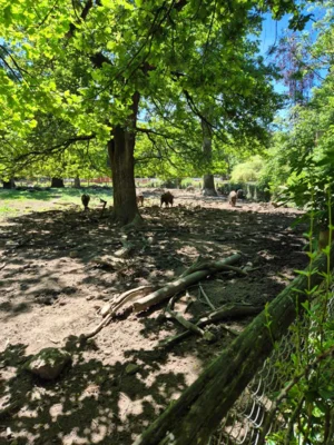 Foto des Albums: Wisentgehege Springe 2b