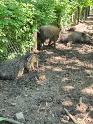Foto des Albums: Wisentgehege Springe 2b
