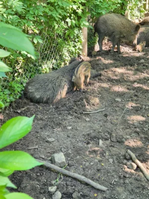 Foto des Albums: Wisentgehege Springe 2b