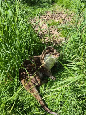 Foto des Albums: Wisentgehege Springe 2b