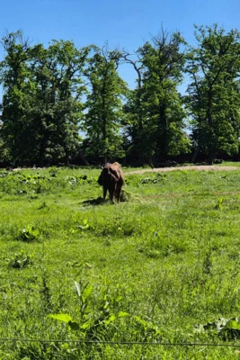 Foto des Albums: Wisentgehege Springe 2b