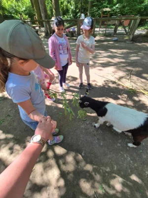 Foto des Albums: Wisentgehege Springe 2b