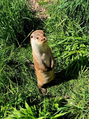 Foto des Albums: Wisentgehege Springe 2b