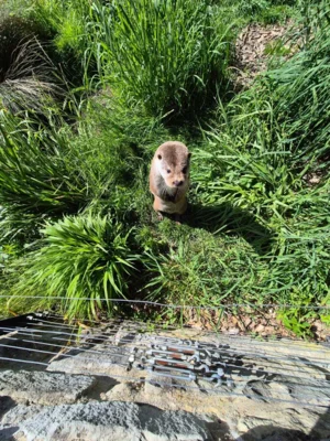 Foto des Albums: Wisentgehege Springe 2b