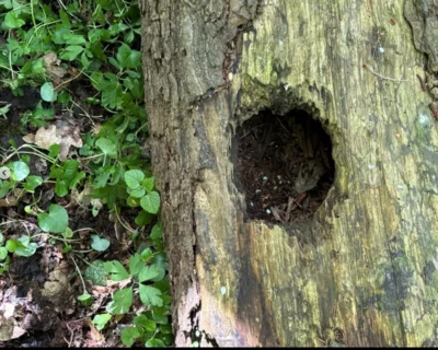 Foto des Albums: 🌿 Rundgang über Stock und Stein 🐭🦭