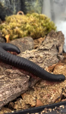 Foto des Albums: 🐛 Neue Tiere am EBCD 🐛