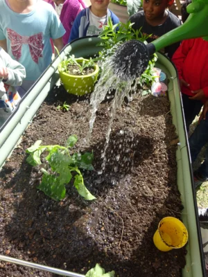 Wir haben Blumen, Kohlrabi, Salat, Gurken, Karotten und Erdbeeren gepflanzt und ges&auml;t.  (Bild vergr&ouml;&szlig;ern)