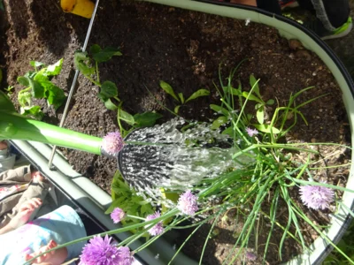 Auch der Schnittlauch braucht viel Wasser.  (Bild vergr&ouml;&szlig;ern)