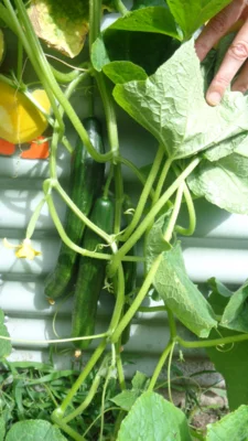 Unsere frischen Gurken essen wir zur Brotzeit oder gleich im Garten als willkommene Erfrischung.  (Bild vergr&ouml;&szlig;ern)