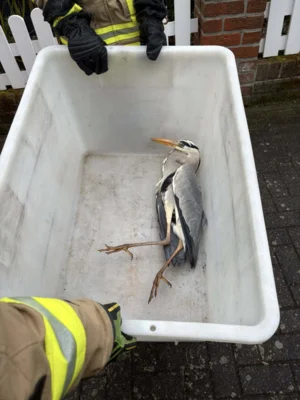 Foto des Albums: Einsatz 13.04.2026 - Vogel in Not