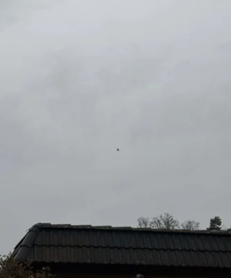 Foto des Albums: Einsatz 13.04.2026 - Vogel in Not