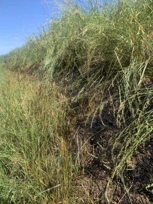 Foto des Albums: Einsatz 29.05.2026 Vegetation