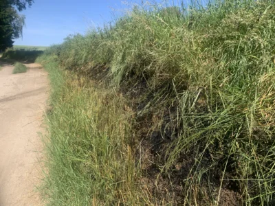 Foto des Albums: Einsatz 29.05.2026 Vegetation