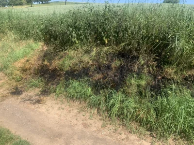Foto des Albums: Einsatz 29.05.2026 Vegetation