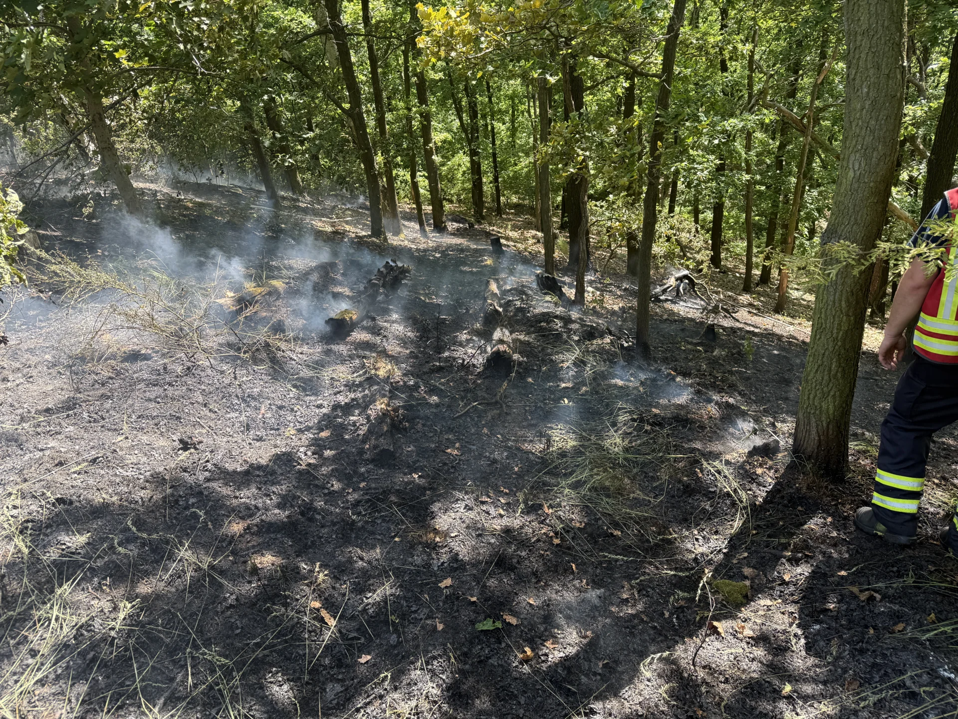 Bild: 260526 Waldbrand Weinböhla 4