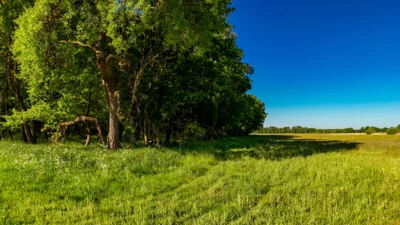 Foto des Albums: Moosterlandschaft