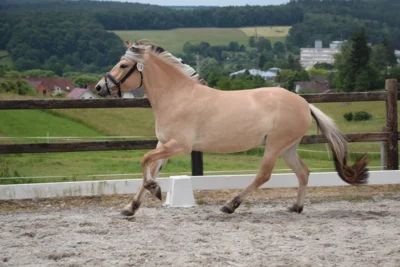 KNr 16  (Bild vergr&ouml;&szlig;ern)