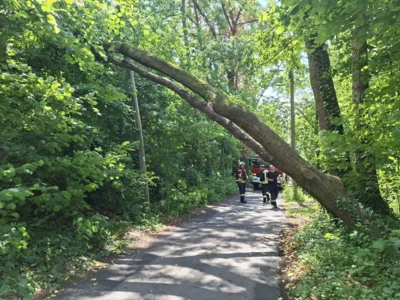 Foto des Albums: 010626 Boselweg Baum