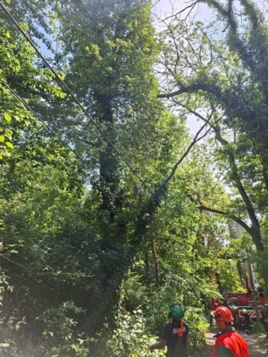 Foto des Albums: 010626 Boselweg Baum