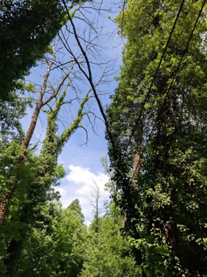 Foto des Albums: 010626 Boselweg Baum