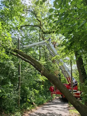 Foto des Albums: 010626 Boselweg Baum