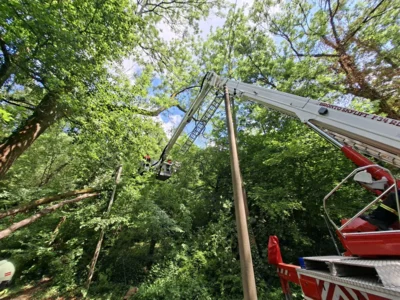 Foto des Albums: 010626 Boselweg Baum