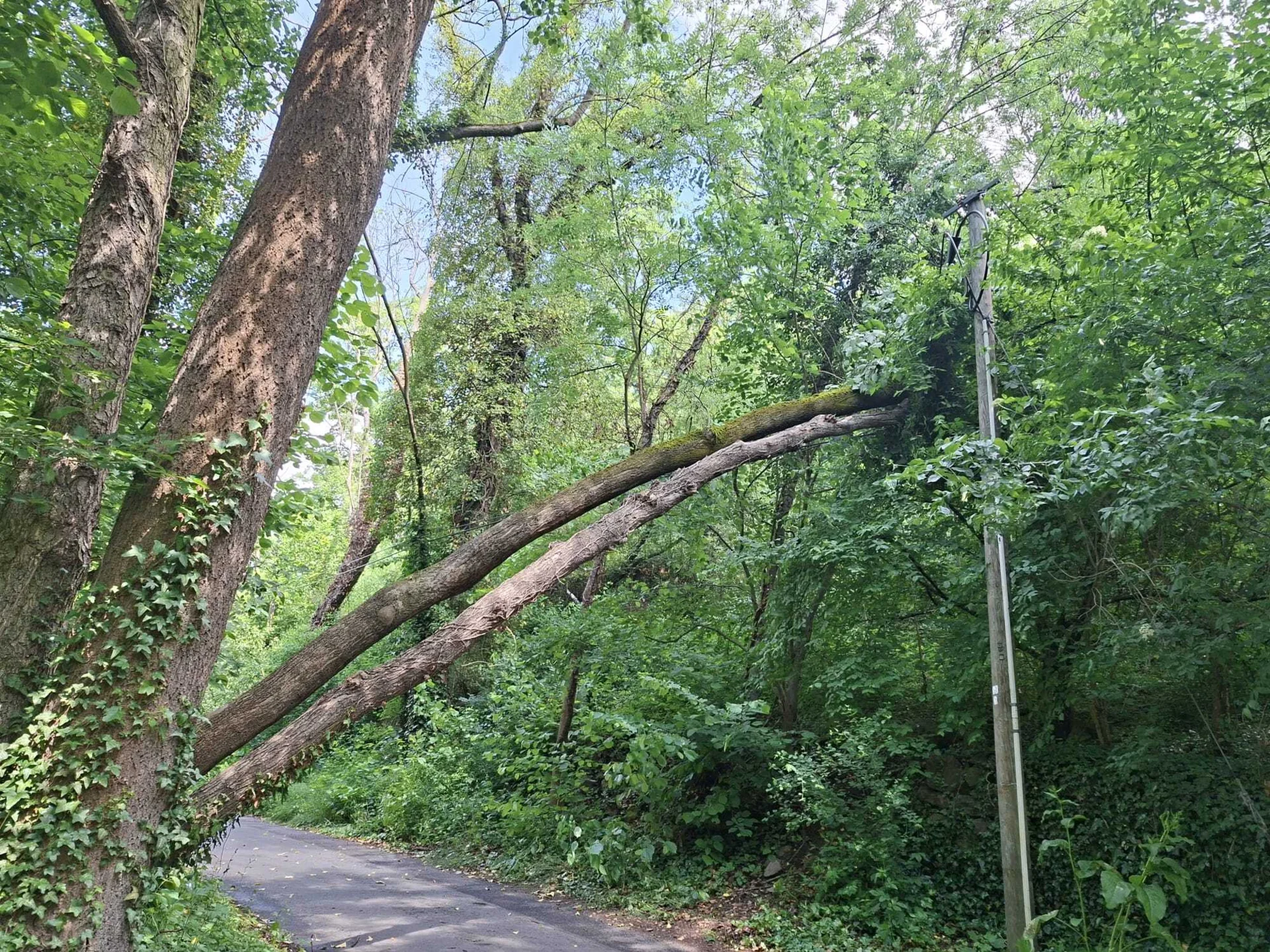 Bild: Baum Boselweg