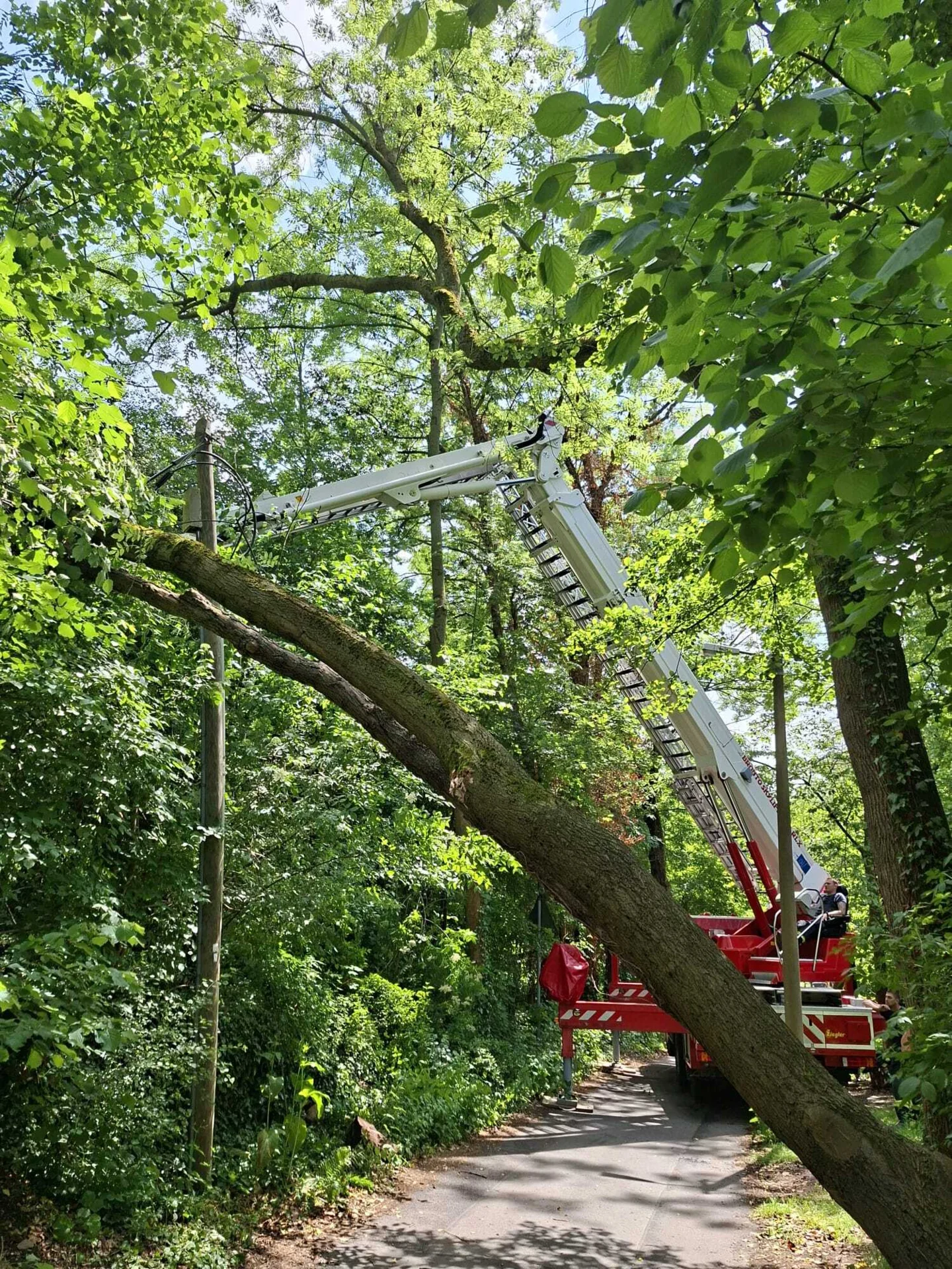 Bild: Baum Boselweg 2