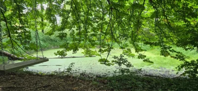Foto des Albums: Arbeitseinsatz am „Park der Freundschaft“ Zinndorf